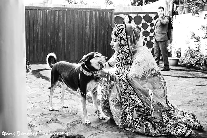 bride playing with dog:going bananas photography