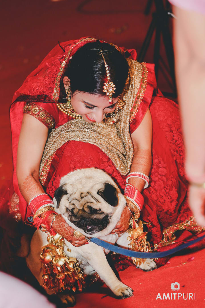 beautiful bride with cute puppy:amit puri photography