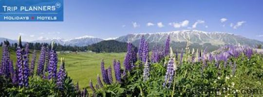 Trip Planners Travel Agents weddingplz