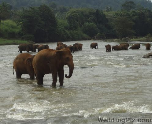 Clearship Travels and Tours Pvt Ltd Travel Agents weddingplz