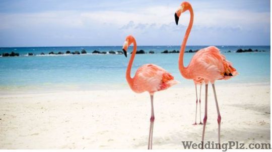 Dreamz Travels and Tours  Travel Agents weddingplz