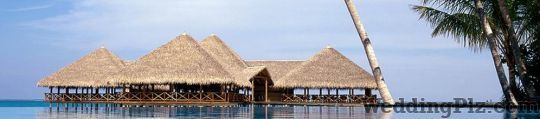 India International Tours and Travel Travel Agents weddingplz